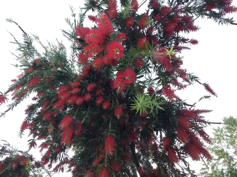 sending-spring-flowers-from-jadan mainImage